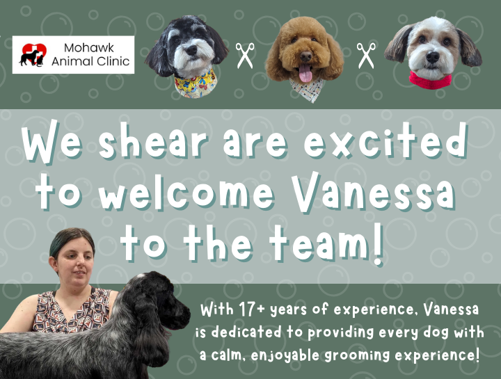 Meet our New Groomer, Vanessa!
